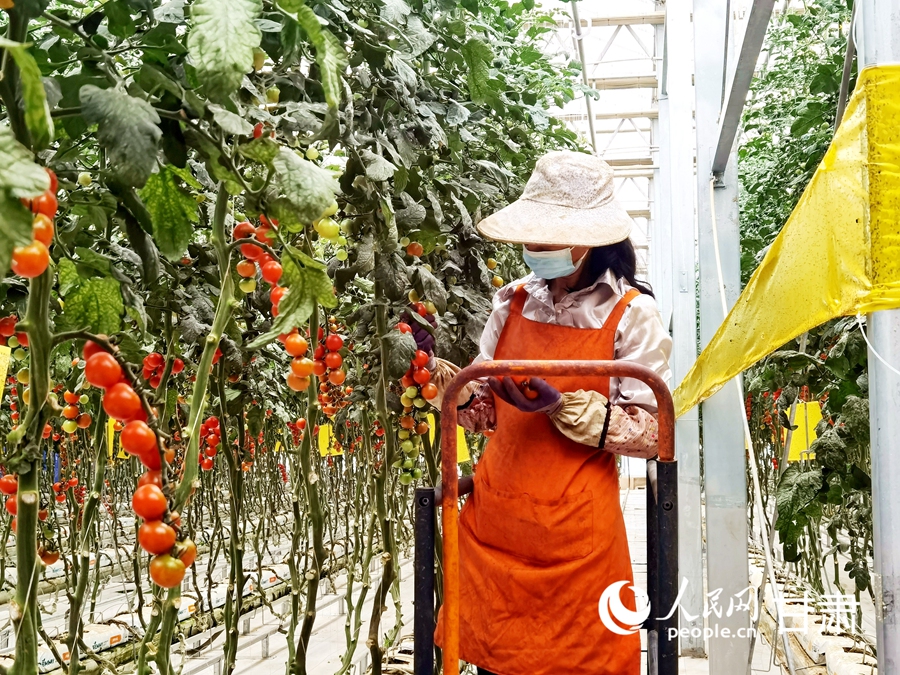 蘭州新區現代農業公園的圣女果智能溫室內，工人們正在采摘著紅透的圣女果。人民網 高翔攝