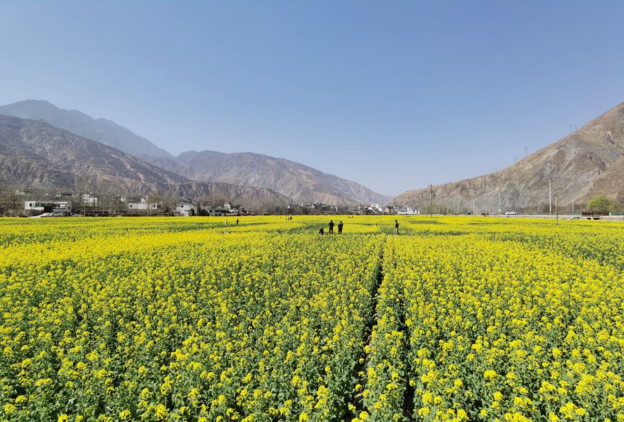 隴南市武都區(qū)萬畝油菜花競相綻放，美不勝收。隴南市融媒體中心供圖