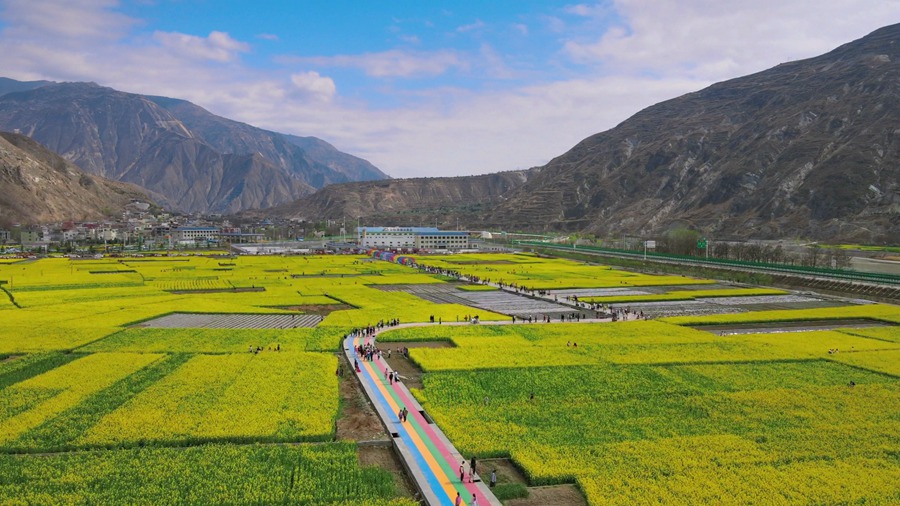 隴南市武都區(qū)萬(wàn)畝油菜花競(jìng)相綻放，美不勝收。隴南市融媒體中心供圖